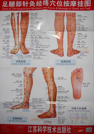 足腿部针灸经络穴位按摩挂图中英文版