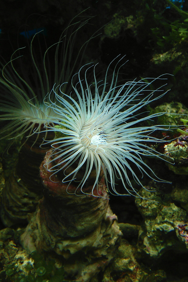 努比亚(nubia)智能手机旗舰店 京东商城官网专