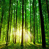 Природа Пейзаж 3D Настенная панно Пользовательские фотообои для гостиной Sunshine Forest TV Справочная информация Стены Papel De Parede для гостиной