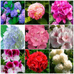 200Pcs Fragrant Flowers Egret Flower Lithops Succulents Lily of the Valley Plant-Seeds Aquarium Plant Radiation-Proof Flores Conva
