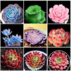 200Pcs Fragrant Flowers Egret Flower Lithops Succulents Lily of the Valley Plant-Seeds Aquarium Plant Radiation-Proof Flores Conva