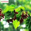 C-TS016 New Arrival 100g Top Grade 100 Purely Natural Organic Folium Mori Extract Powder Mulberry Leaf Powder