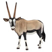 Sile wild zoo gazelle toy model toy early education cognitive toy animal world children animal toy simulation animal model - gazelle toy SCHC14759