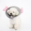 Giza Aberdeen Pet Cloth Cartoon Edition Elizabeth Circle Anti-Licking Anti-Bite Protect Collar Circle Elephant M