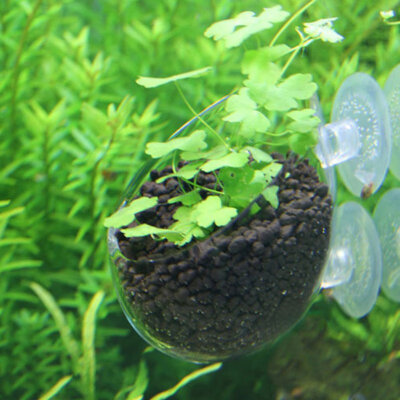 New Aquaculture Cup decoration fish tank Mini Crystal Glass Pot Polka Water potted aquatic planting cylinder cup
New Aquaculture Cup decoration fish tank Mini Crystal Glass Pot Polka Water potted aquatic planting cylinder cup