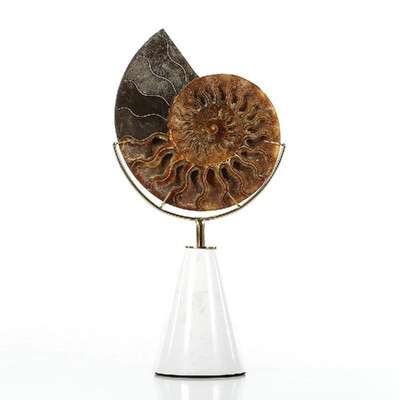 Nautilus Shell Remains Ornament Abstract Sculpture White Cone-shape Marble Base Post-Modernism Villa Decor Living Room Decor
Nautilus Shell Remains Ornament Abstract Sculpture White Cone-shape Marble Base Post-Modernism Villa Decor Living Room Decor