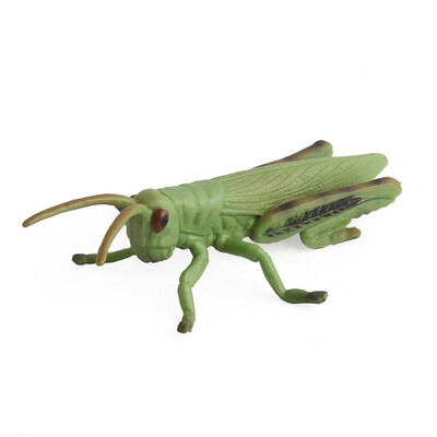 Tailored Simulation Insect Animal Display Sand Table Scene Science Educated Cognition Toy
Tailored Simulation Insect Animal Display Sand Table Scene Science Educated Cognition Toy