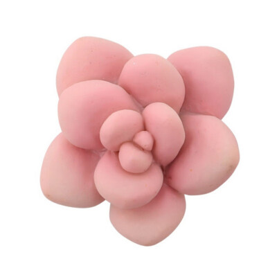 3d Flower Succulent Plant Wall Simulated Bouquet Fridge Sticker Fridge Magnet Magnetic Potted Plant For Home Wall Decoration
3d Flower Succulent Plant Wall Simulated Bouquet Fridge Sticker Fridge Magnet Magnetic Potted Plant For Home Wall Decoration