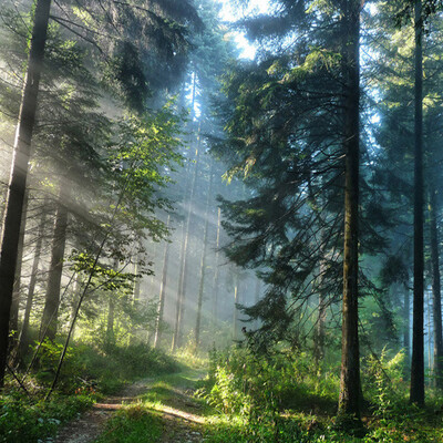 Custom 3D Sunshine Forest Nature Landscape Photo Mural Wallpaper Living Room Bedroom Backdrop Wall Design Mural Papel De Parede
Custom 3D Sunshine Forest Nature Landscape Photo Mural Wallpaper Living Room Bedroom Backdrop Wall Design Mural Papel De Parede