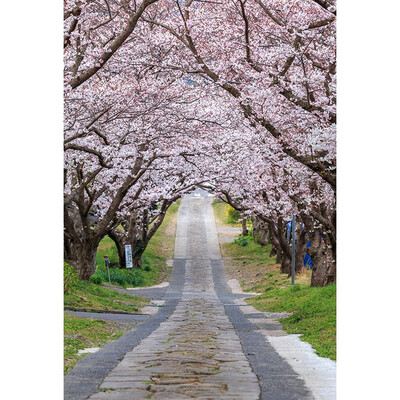 White Blossom Road Photo Background 57FT Vinyl Fabric Cloth Digital Printing Wedding Backdrop S-3135
White Blossom Road Photo Background 57FT Vinyl Fabric Cloth Digital Printing Wedding Backdrop S-3135