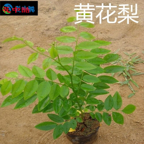 花中酷 正宗海南黄花梨树苗沉香树苗 金丝楠木树苗 树苗种子盆栽 小叶紫檀 2年苗. 黄花梨苗 3年苗