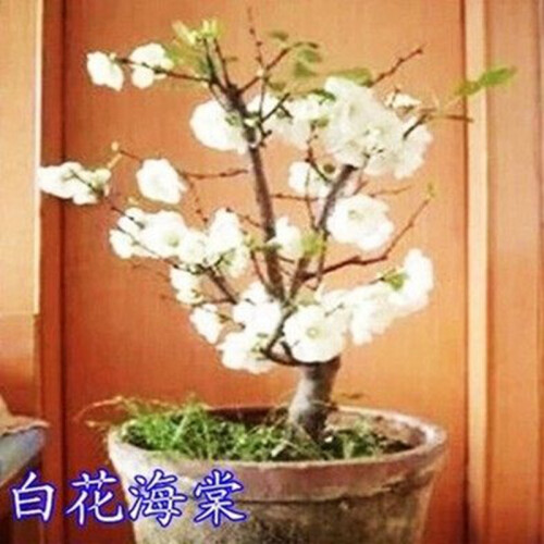 6年嫁接大苗 日本 海棠苗 室内盆栽海棠花苗 盆景花卉植物庭院植物 海棠树苗 当年开花 白花海棠