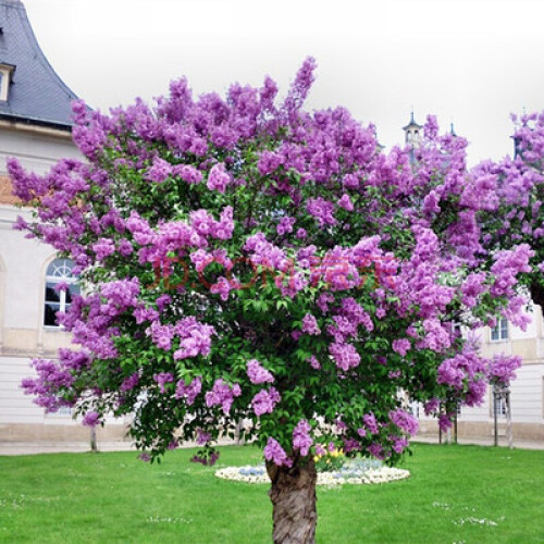 馨蕴 丁香花树苗盆栽地栽四季常青开花庭院风景花木树苗 6年苗独杆3厘米粗如图发货 111cm(含)-140cm(含)