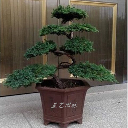 盆栽绿植观赏花卉小叶迎客松盆景苗树桩 4年苗