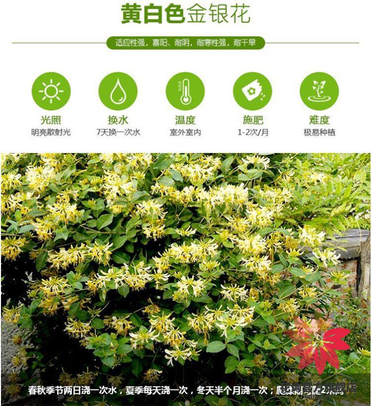当年开花 日本海棠花苗 茶花苗 樱花树苗 金银花苗红梅花苗盆景 室内