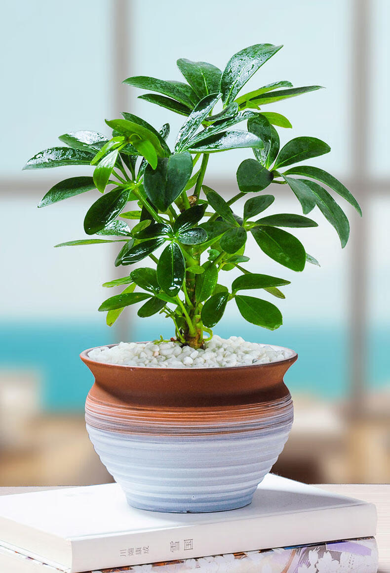 易水之夏七叶莲鸭脚木盆栽幸运植物室内客厅四季常青鸭掌木鹅掌柴绿植