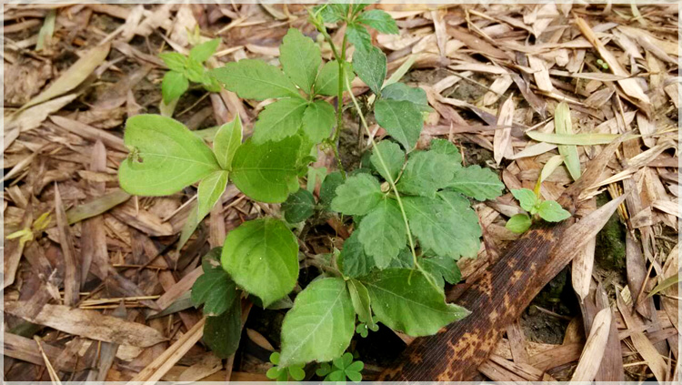 七叶绞股蓝种子种苗2株装七叶胆藤苗甘苦味绿植盆栽富硒茶