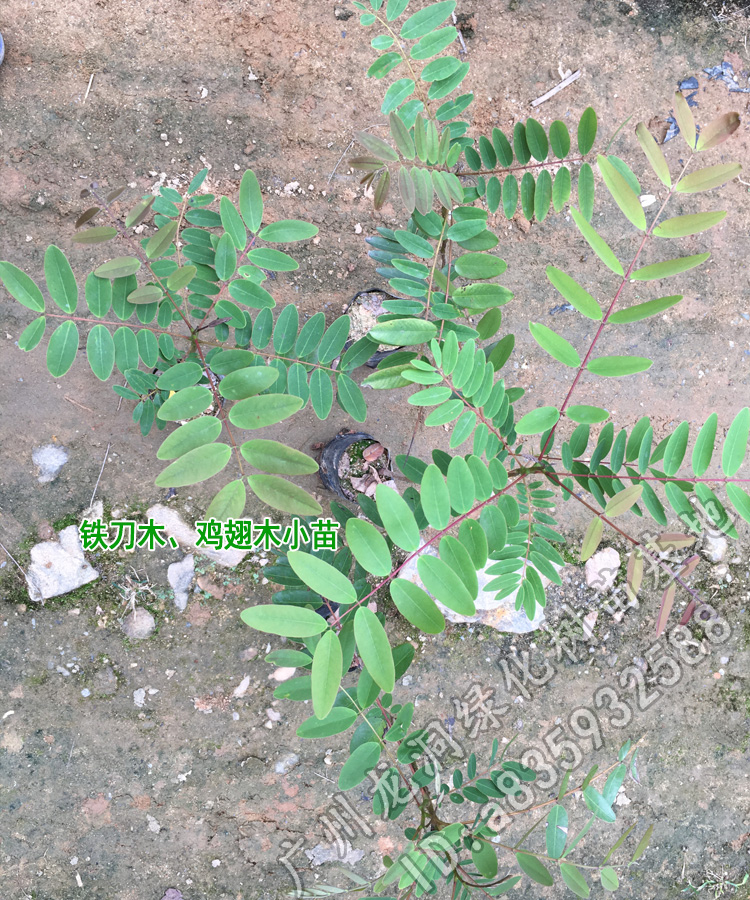 花姬孟买正宗铁刀木树苗珍贵植物鸡翅木苗庭院绿化木材树种鸡翅木80