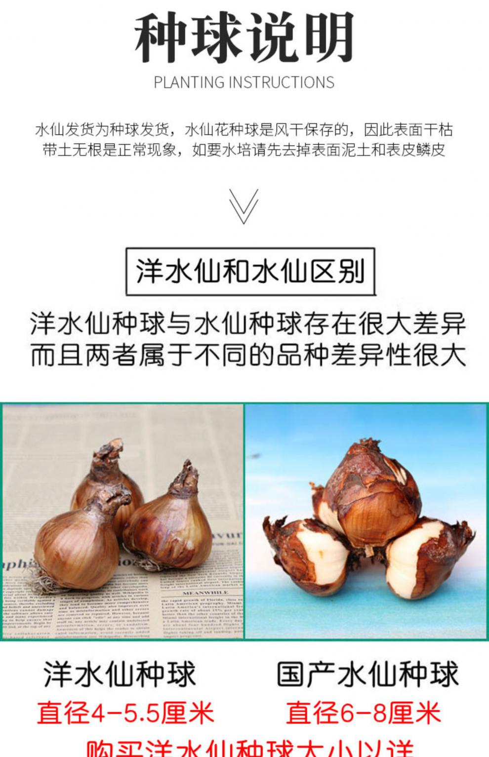 洋水仙种球非漳州水仙花荷兰进口花卉水培土培耐寒室内庭院盆栽 洋水仙 花车游行1颗14 16cm 图片价格品牌报价 京东