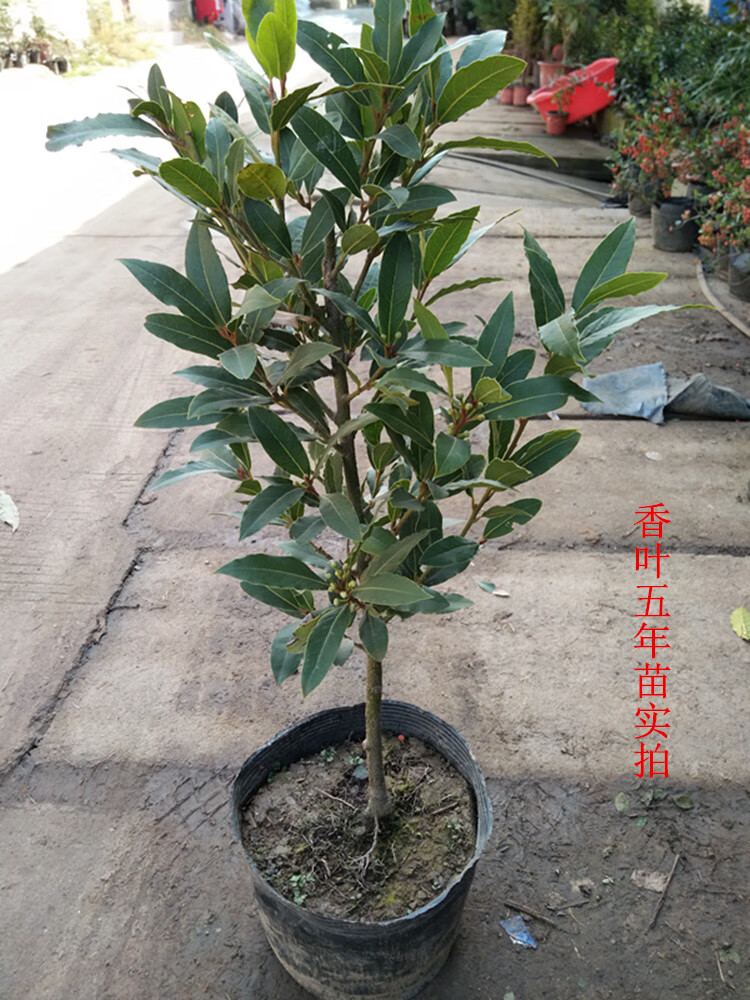 バイカツツジ・自然樹形・良形良株【現品】管理113 www.fongc.org