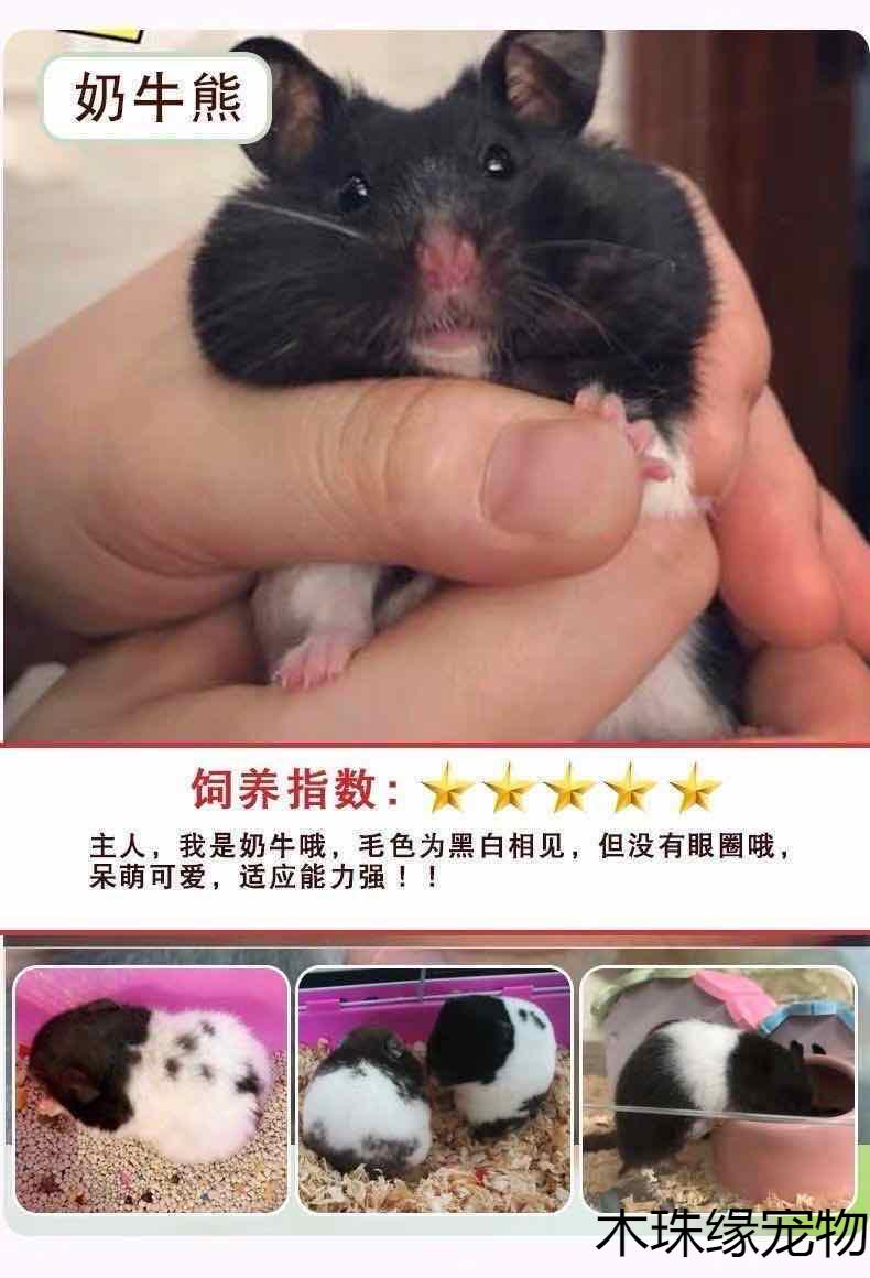 巨型仓鼠纯种金丝熊米熊长毛虎纹熊奶牛熊眼圈熊纯银宝宝金狐奶茶 老