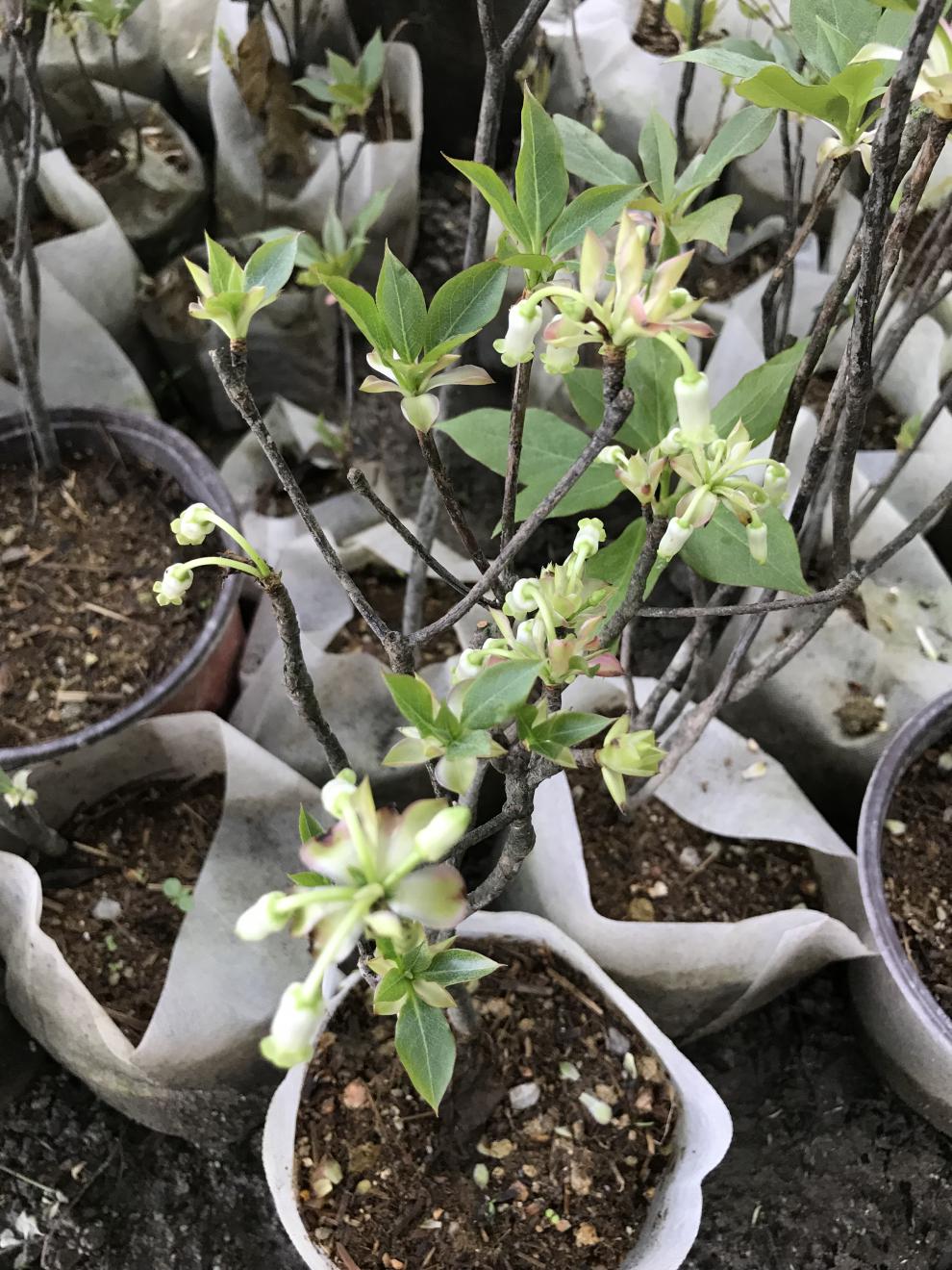 花明柳媚吊钟花树苗稀有本植物室内花园盆栽倒挂金钟花形奇特极为雅致