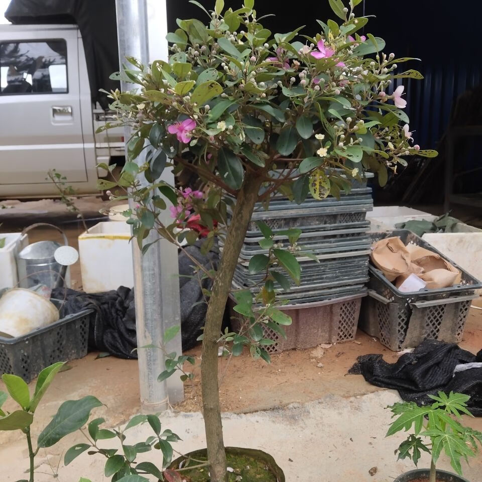 谏仰正宗桃金娘树苗山捻子苗乌稔多尼小种苗盆景地栽室内阳台庭院植物