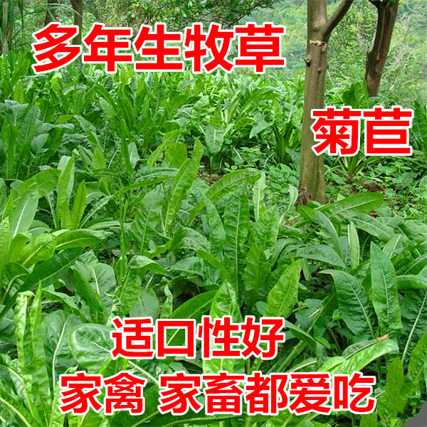 北方鸡鹅兔猪吃饲料草多年生四季草种草籽春季养猪草种菊苣种子一斤