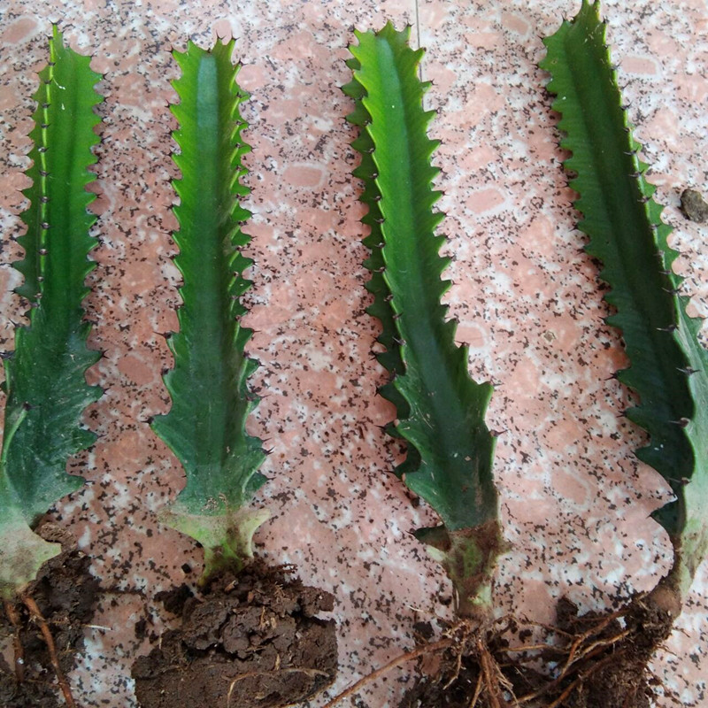 巴西龙骨龙骨盆栽室内观赏霸王鞭仙人掌量天尺多肉植物盆景龙骨一棵