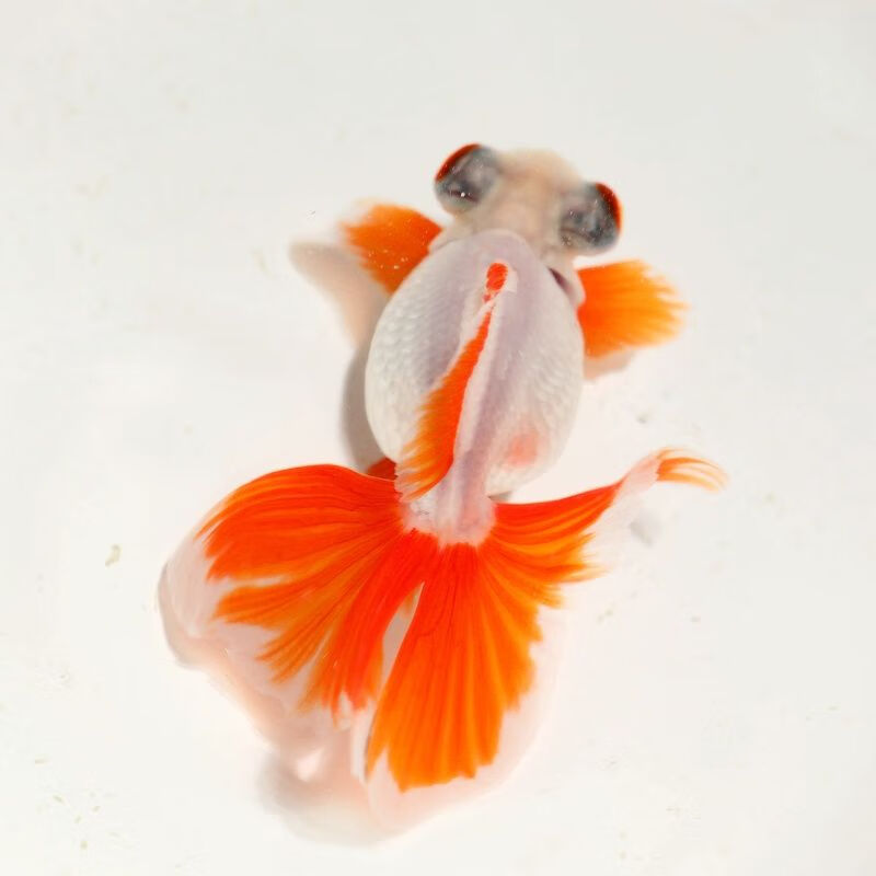 精品红白黑花蝶尾金鱼活体观赏鱼龙睛熊猫鱼风水鱼淡水鱼冷水5cm左右