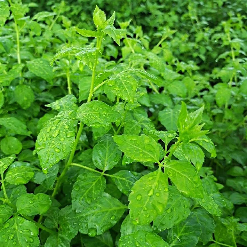 伟博新鲜簕菜苦刺菜鲜嫩勒菜三加皮刺三加野菜农家疏菜特色菜野菜新鲜
