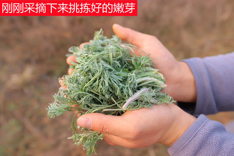 正月茵陈蒿白蒿苗茵陈草嫩芽野菜孕妇泡水新鲜现挖时令野菜3有仁堂