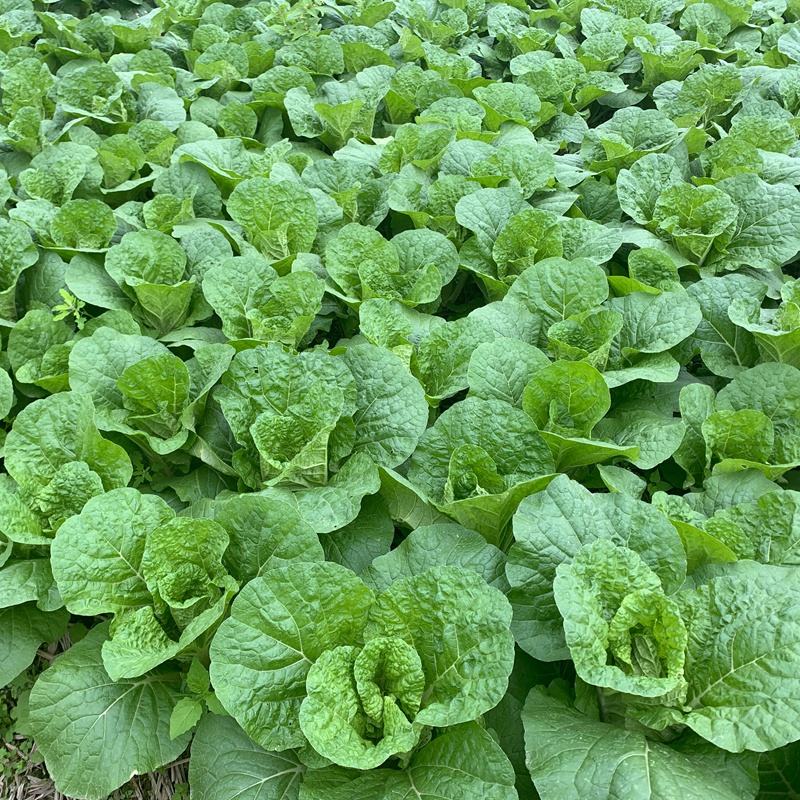 黄心白菜新鲜时令有机蔬菜高山娃娃菜小白菜3包装
