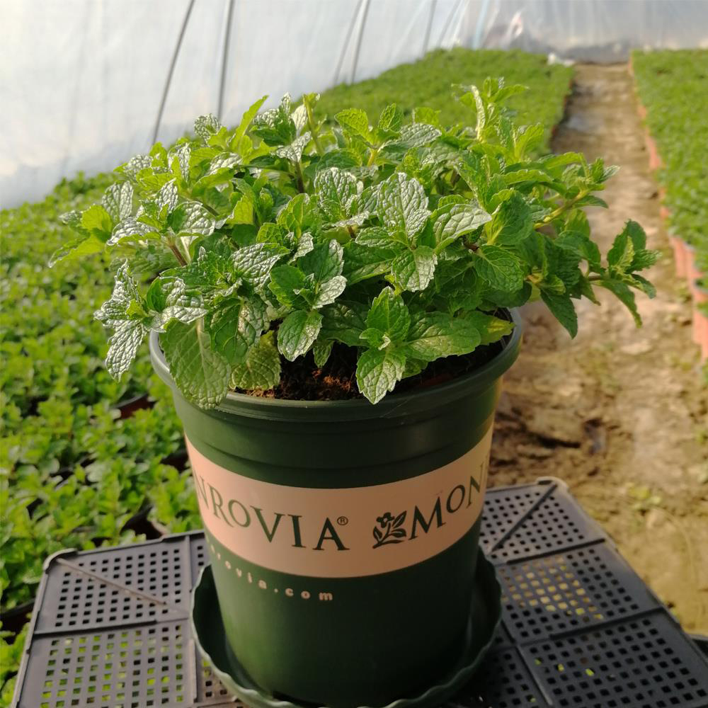 薄荷绿植阳台庭院室外香草装饰植物四季长青易养好活薄荷白色蛋型吸水