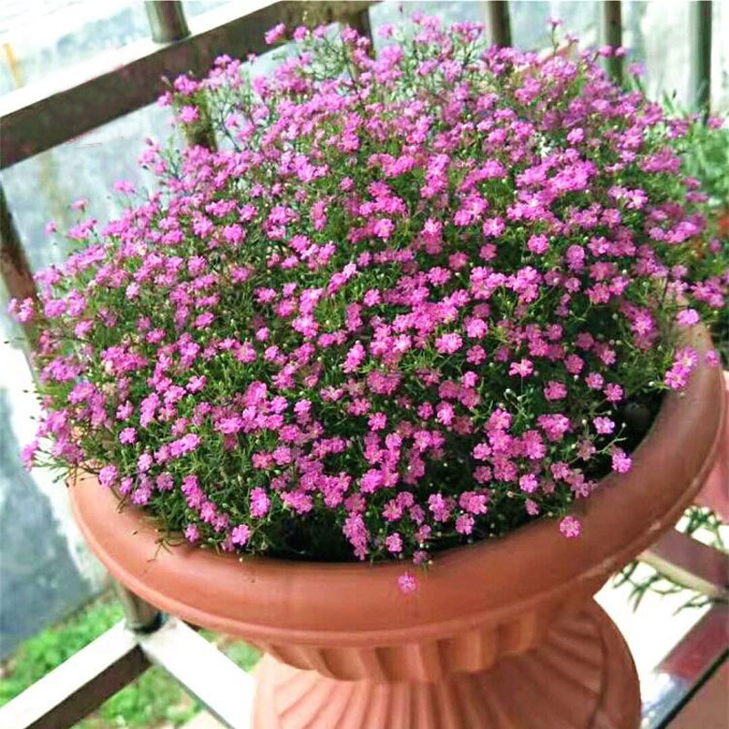 满天星盆栽真花吉普赛满天星花苗带花苞燕雀草室内阳台花卉四季花