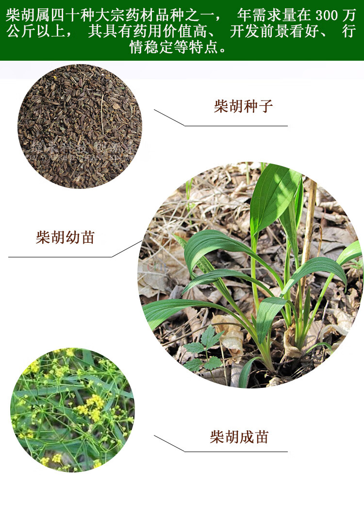柴胡种子纯新中药材种苗北黑柴胡种籽保证发芽率提供种植技术柴胡种子