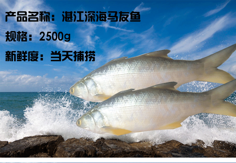 广东湛江特产大马友鱼徐闻新鲜当天捕捞深海鱼2500g新鲜鱼类水产