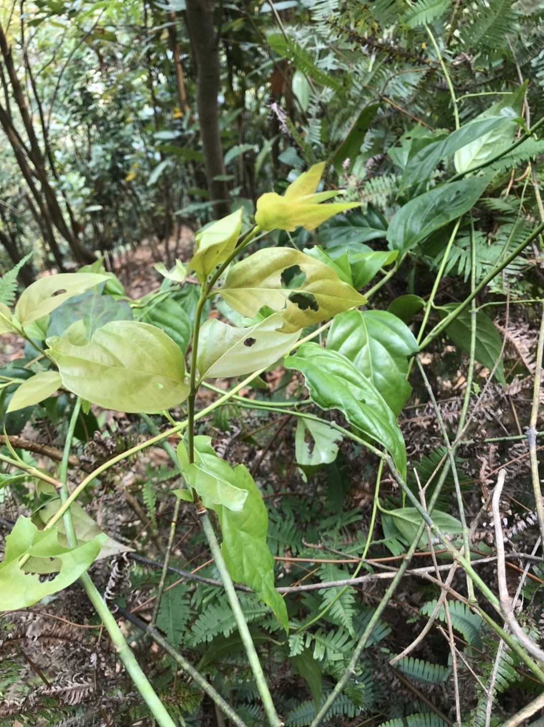 新鲜断肠草大茶藤胡蔓藤钩吻1000克