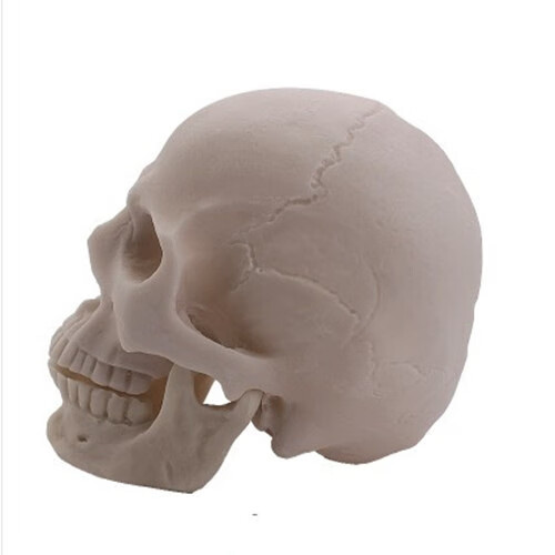 人物全身骨骼肌肉绘画解剖人头骨架仿真头骨结构教学头颅 肌肉人头像
