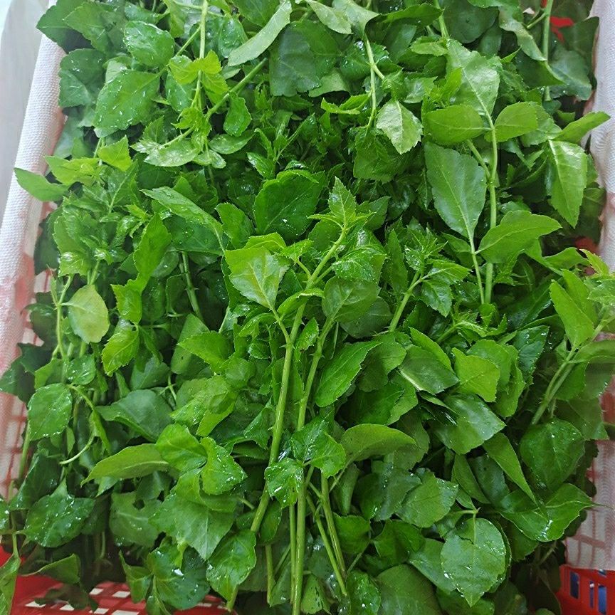 伟博新鲜簕菜苦刺菜鲜嫩勒菜三加皮刺三加野菜农家疏菜特色菜野菜新鲜