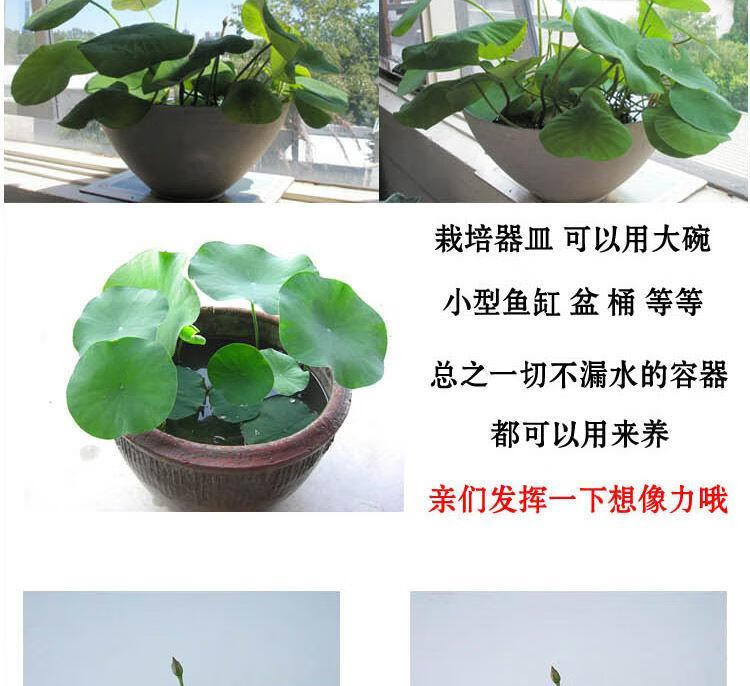 闵家山 【四季种植】碗莲种子水培植物室内绿植盆栽七彩睡莲荷花种子