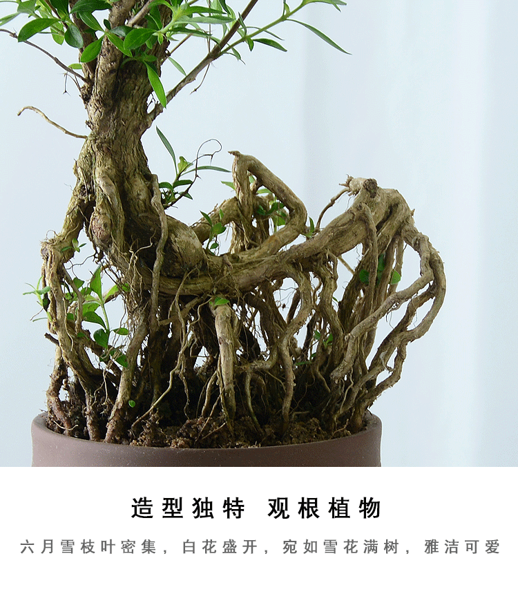 六月雪盆景提根老桩卧室抗电脑辐射木本植物盆栽四季常青易养阳台小