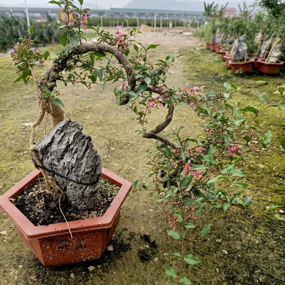 福建茶盆景艾芯林叶福建茶雀梅榆树胡椒木铁包金盆景绿植盆栽 初石