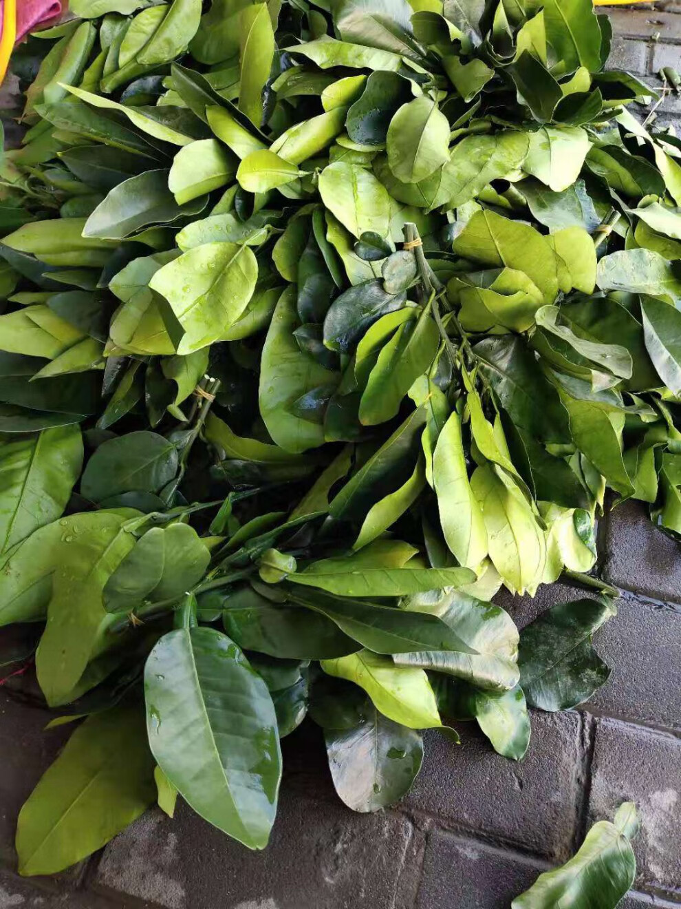 新鲜特惠新鲜柚子树叶现摘祈福转运去晦气当天发货纯