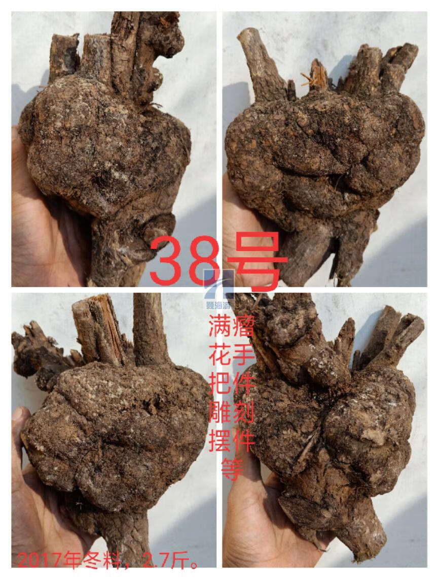麻梨疙瘩原料弹弓把件烟斗雕刻摆件鱼缸沉木料根雕毛料木料木头 20号