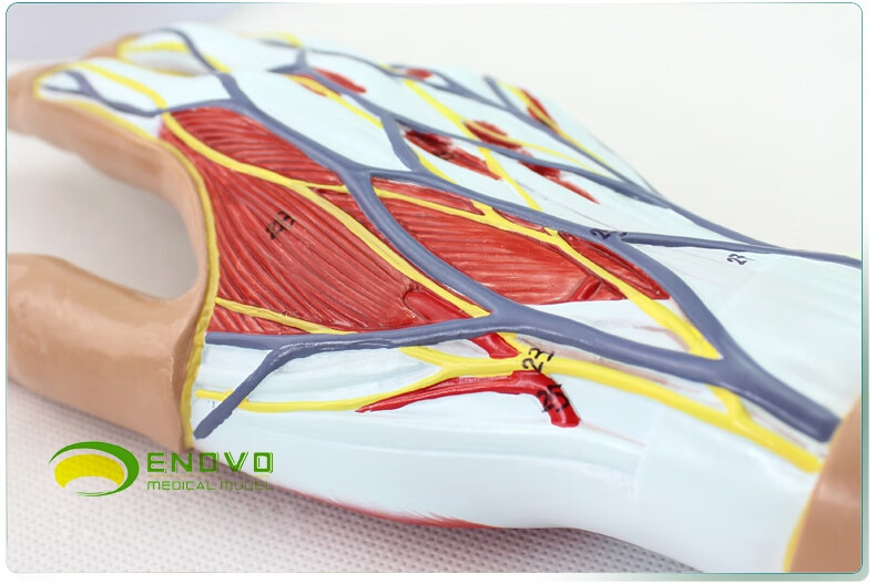 enovo颐诺医学人体手部肌肉神经血管模型手关节手解剖