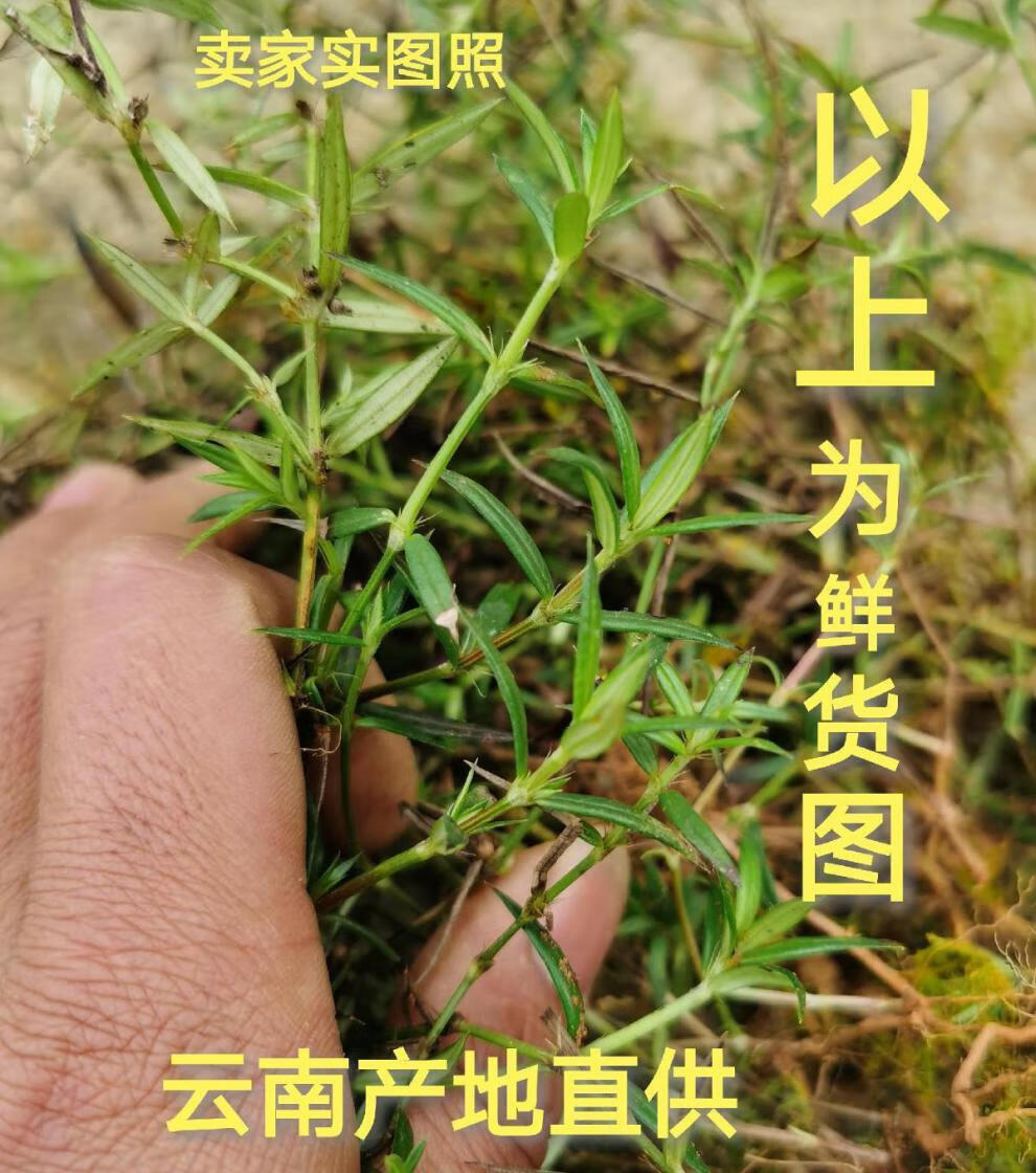 有仁堂野生白花蛇舌草 中药白花蛇舌草野生云南白花蛇草草药白花草