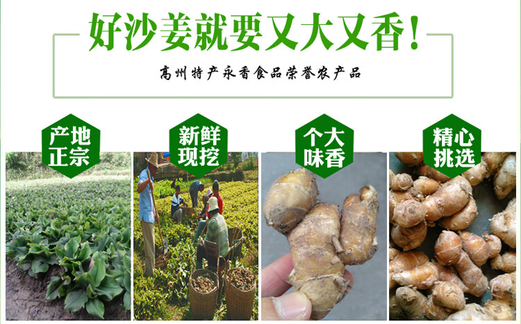 沙姜新鲜山奈干正宗广东茂名高州生粉种子苗白切鸡调配料2斤