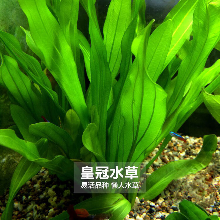 鱼缸水族箱造景淡水活体真水草绿九冠阴性草沉木水草后景造景植物 绿