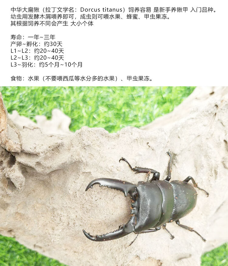 甲虫宠物中华大扁锹成虫锹甲独角仙爬虫幼虫昆虫活物成虫5459cm公虫母